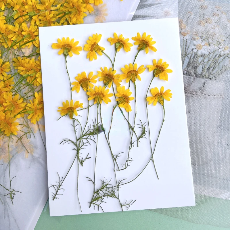 6-10cm/24 pièces, Chrysanthème - Nail Art Natural avis et prix